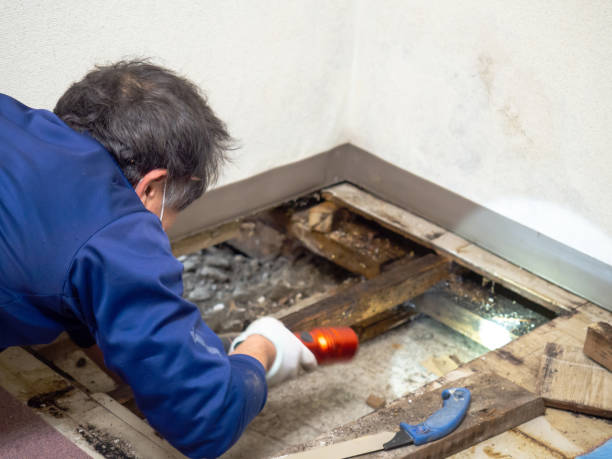 Reliable Silt, CO Mold Removal Solutions