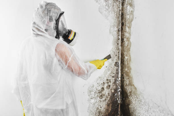 Office Mold Removal Services in Silt, CO