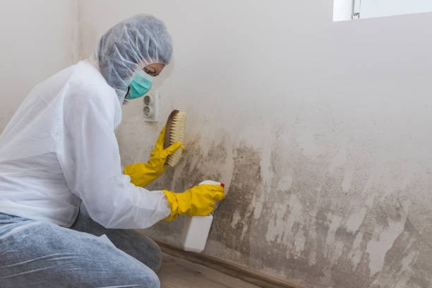 Best Fast Mold Removal  in Silt, CO