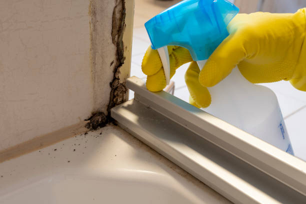 Best Toxic Mold Removal  in Silt, CO