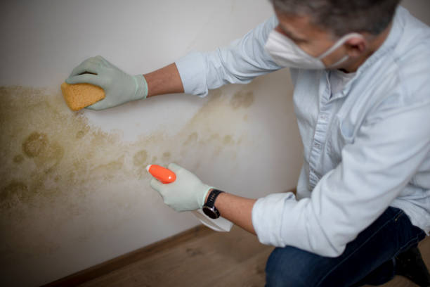 Best Mold Damage Repair  in Silt, CO