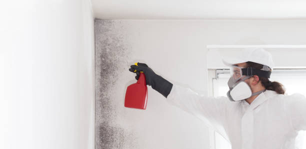 Best Fast Mold Removal  in Silt, CO