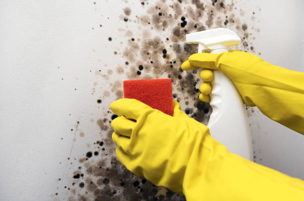 Best Affordable Mold Removal  in Silt, CO