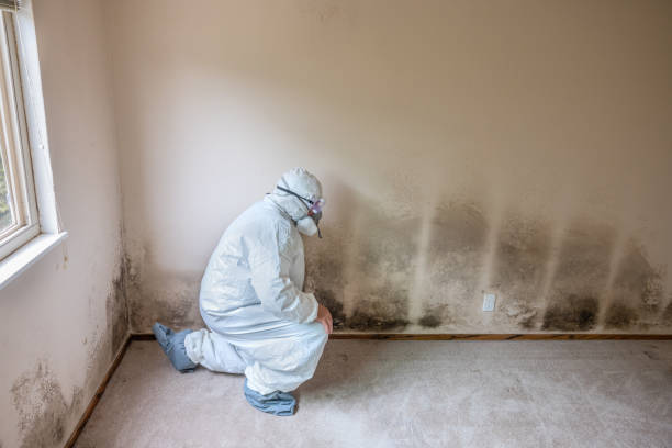 Best Office Mold Removal Services  in Silt, CO