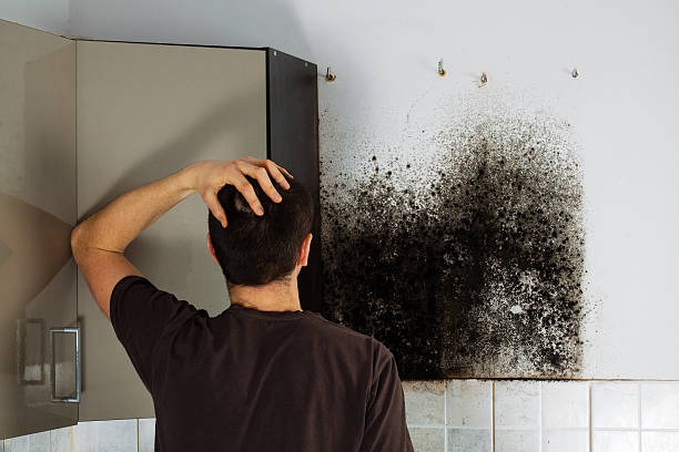 Best Attic Mold Removal  in Silt, CO