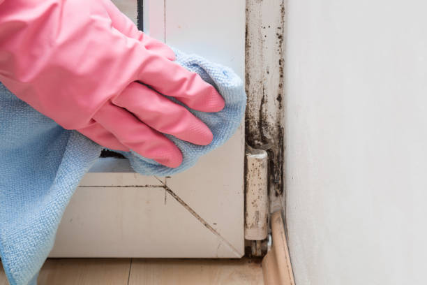 Trusted Silt, CO Mold Removal Experts